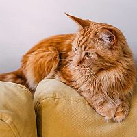 Mainská mývalia mačka na gauči