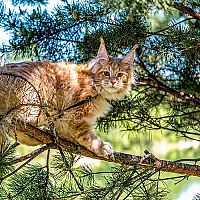 Mainská mývalia mačka na strome