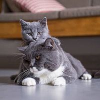 Britská krátkosrstá mačka s mačiatkom