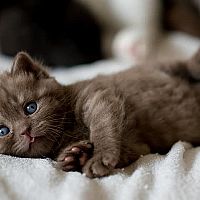Britská mačka hnedé mačiatko