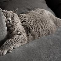 Britská mačka na gauči