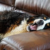 Bernský salašnícky pes na gauči