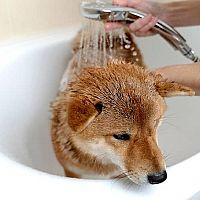 Shiba Inu kúpanie