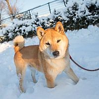Shiba Inu prechádzka v snehu