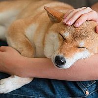 Shiba Inu správanie