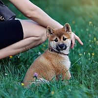 Shiba Inu šteniatko