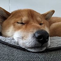 Shiba Inu v pelechu