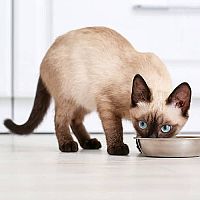Siamska mačka kŕmenie