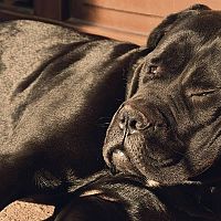 Cane Corso spánok