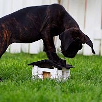 Cane Corso šteniatko v záhrade