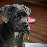 Cane Corso šteniatko