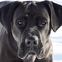 Cane Corso vzhľad