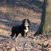 Bernský salašnícky pes v lese