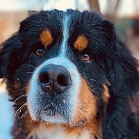 Bernský salašnícky pes v zime