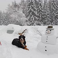 Bernský salašnícky pes a snehuliak