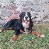 Bernský salašnícky pes a konvalinky