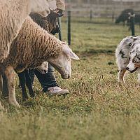 Austrálsky ovčiak a ovce
