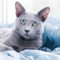 Ruská modrá mačka srsť