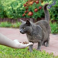 Ruská modrá mačka kŕmenie