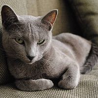 Ruská modrá mačka na gauči