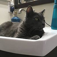 Ruská modrá mačka v umývadle