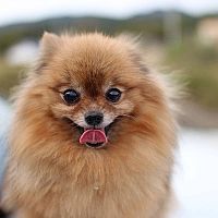 Pomeranian vzhľad