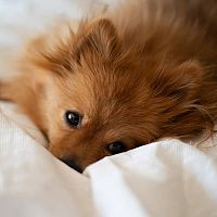 Pomeranian na posteli