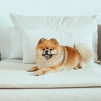 Pomeranian posteľ