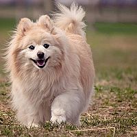 Pomeranian prechádzka