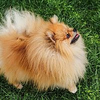 Pomeranian tréning