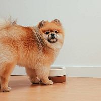 Pomeranian kŕmenie