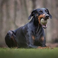 Doberman hra