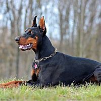 Doberman na tráve