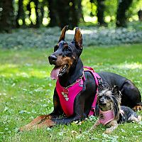 Doberman a iné psy