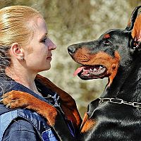 Doberman tréning