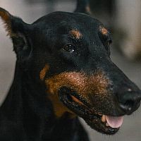 Doberman vzhľad