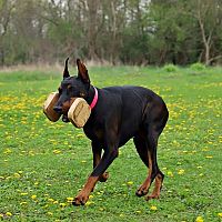 Doberman tréning