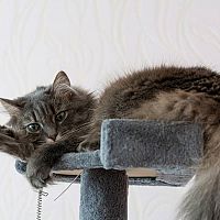 Nórska lesná mačka mačiatko