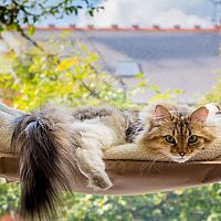 Nórska lesná mačka na okne