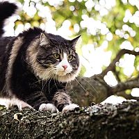 Nórska lesná mačka na strome