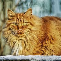 Ryšavá nórska lesná mačka