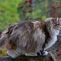 Nórska lesná mačka srsť