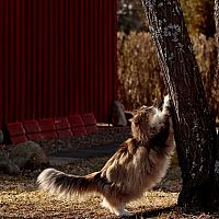 Nórska lesná mačka brúsenie pazúrikov