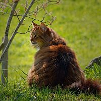 Nórska lesná mačka v záhrade