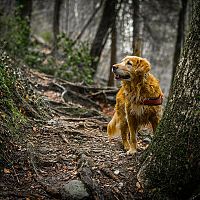 Zlatý retriever prechádzka v lese