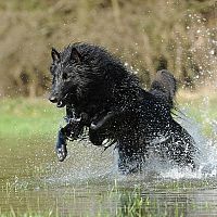 Belgický ovčiak Groenendael vo vode