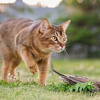 Abesínska mačka lov