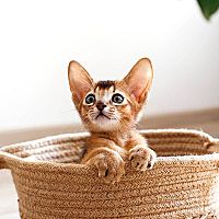 Abesínska mačka mačiatko