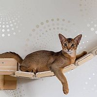 Abesínska mačka na drevenom rebríku