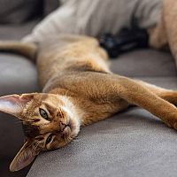 Abesínska mačka na gauči